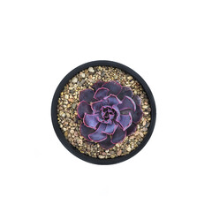 Variety of succulents plants in plastic pots for seedlings on a white background