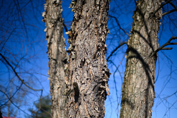 Late winter bark on trees