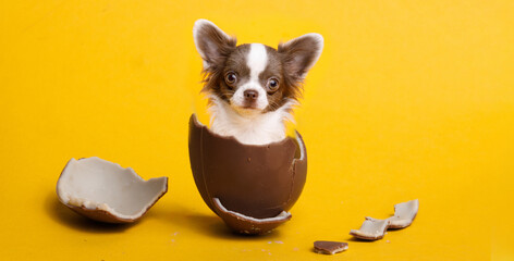Cute puppy on a yellow background in a chocolate egg. Happy Easter.