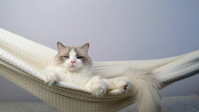 The cat is swinging in a hammock.