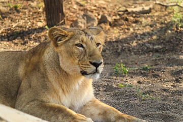 Naklejka na ściany i meble beautiful Asiatic Lion portrait young female. in Gir Forest National Park, Gir Sanctuary, Gujarat, India. King Of The Sasan-Gir Forest, National Park, Wildlife, Photography (Panthera leo persica).