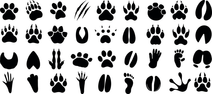 animal paw print Vector illustration of diverse animal and human tracks, ideal for educational content, wildlife projects. Clear, black paw silhouette on a white background