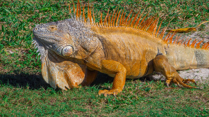 Lizard on the lawn of a large park in Florida in the United States
