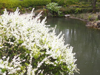 Obraz na płótnie Canvas 雪柳咲く春の水辺風景