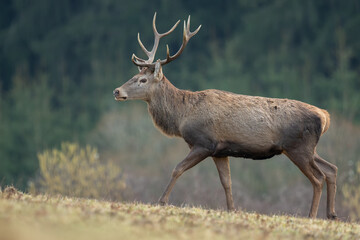 Portrait of young red deer with antlers standing in woodland. Red deer, Cervus elaphus, wildlife,...