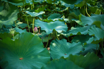 蓮の葉と花のつぼみ