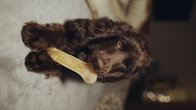 Portrait purebred cute young English Cocker Spaniel, chewing bone on bed. Young dark brown English Cocker Spaniel puppy chewing bone lying on bed. A playful English Cocker Spaniel looks at the camera.
