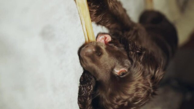 Portrait purebred cute young English Cocker Spaniel, chewing bone on bed. Young dark brown English Cocker Spaniel puppy chewing bone lying on bed. A playful English Cocker Spaniel looks at the camera.