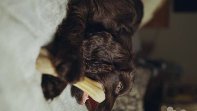 Portrait purebred cute young English Cocker Spaniel, chewing bone on bed. Young dark brown English Cocker Spaniel puppy chewing bone lying on bed. A playful English Cocker Spaniel looks at the camera.