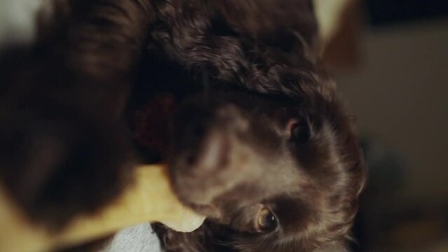 Portrait purebred cute young English Cocker Spaniel, chewing bone on bed. Young dark brown English Cocker Spaniel puppy chewing bone lying on bed. A playful English Cocker Spaniel looks at the camera.