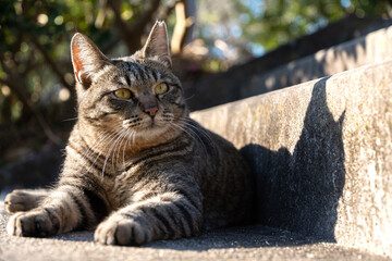 自然公園の階段の日向でかわいくお座りしてるキジトラ柄のちょっと太ってる野良猫