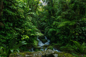 Tropical rainforest