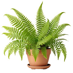 plant in a pot  Fern in a Pot: The Classic Indoor Plant Isolated on White  isolated on transparent background PNG file