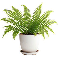 plant in a pot  Beautiful Fern Plant in a Pot on a White Background  isolated on transparent background PNG file