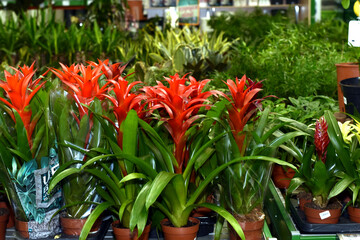 Guzmania flowers in pots.