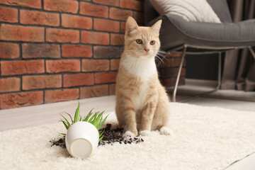 Cute ginger cat near overturned houseplant on carpet at home