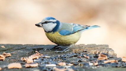 a bird sitting on a branch