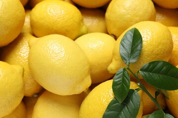 Fresh lemons and green leaves as background, closeup