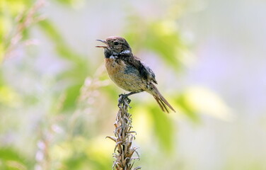 sparrow on a branch