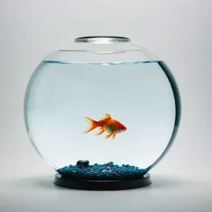 Fotobehang goldfish in a glass on white  © Садыг Сеид-заде