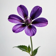 dahlia flower on white
