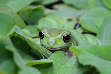 dumpy frog camouflaged aquatic plant, tree frog front view, litoria caerulea