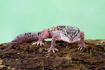 leopard gecko lizard on wood, eublepharis macularius