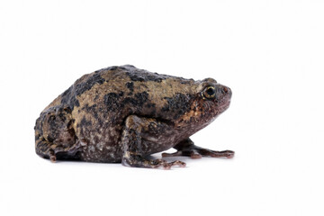 Banded bullfrog kaloula pulchra toad isolated on white