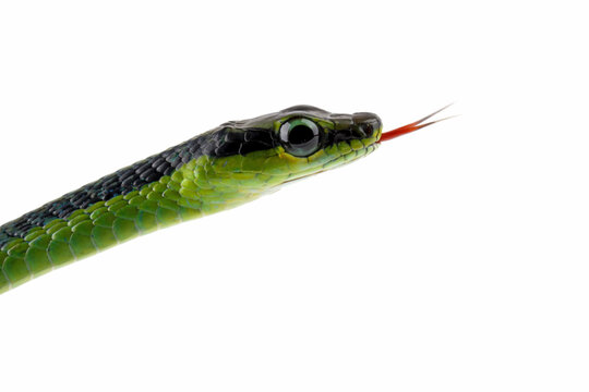 close-up head of dendrelaphis formosus snake isolated on white