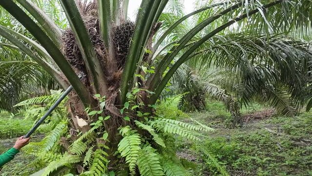 Farmers cut palm oil bunches and harvest the fruit.