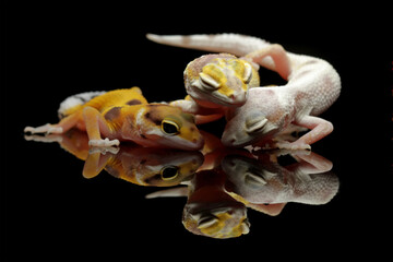 Leopard gecko lizard isolated on black, eublepharis macularius, animal closeup