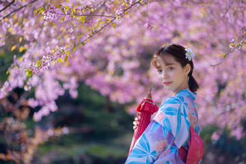 Pretty Asian woman in a Yukata dress. Portrait fashion girl wearing a traditional Japanese kimono or Yukata dress holding a red umbrella with sakura flowers or cherry blossoms blooming in the park.