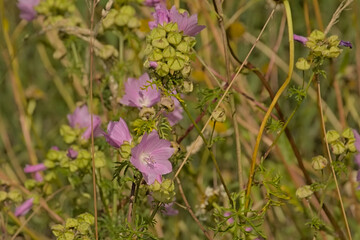 Pink malva flowers in a green field, in the flemish countryside selective focus - Malvaceae