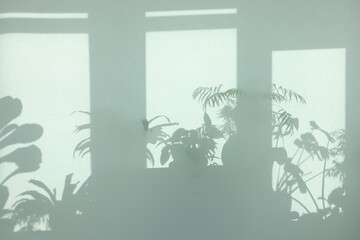 Shadows from many different plants on light wall indoors