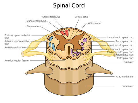 Human spinal cord structure vertebral column diagram hand drawn schematic vector illustration. Medical science educational illustration