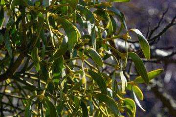 green branches of white mistletoe close-up, Viscum album, Santalaceae, symbol romance, fertility, and vitality, hemiparous plant, tree killer, spring pruning of trees, white mistletoe on tree branches