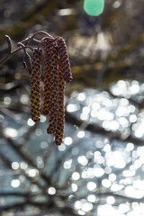 Small branch of black alder Alnus glutinosa with male catkins and female red flowers. Blooming alder in spring beautiful natural background with clear earrings and blurred background