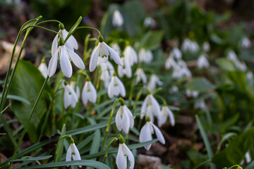 White snowdrop flowers close up. Galanthus blossoms illuminated by the sun in the green blurred background, early spring. Galanthus nivalis bulbous, perennial herbaceous plant in Amaryllidaceae family