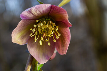 Early spring forest blooms hellebores, Helleborus purpurascens. Purple wildflower in nature....