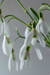 Beautiful snowdrops in wicker basket against light gray background, closeup. Floral background with spring flowers