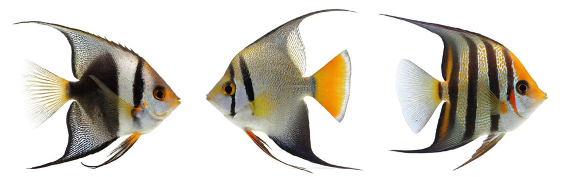 panorama set of pterophyllum angelfish isolated on white background, cutout