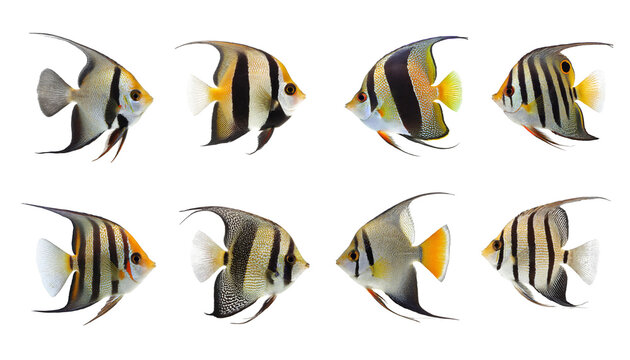 set of pterophyllum angelfish isolated on white background, cutout