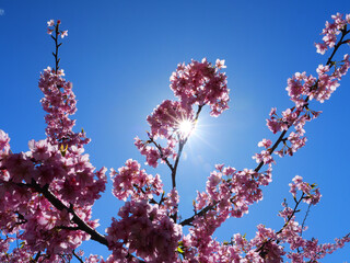 日本、冬、青空と河津桜