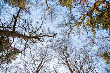 Tree branches in the forest in autumn, photo taken from below.