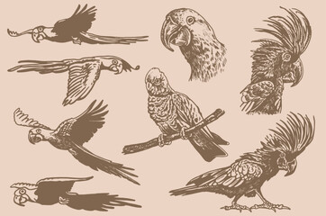 Graphical set of parrots  on sepia background,vector element of bird.Ink pen parrots,ornithology