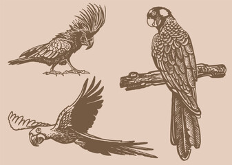 Fototapeta premium Graphical set of parrots on sepia background,vector element of bird.Ink pen parrots,ornithology