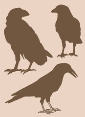 Vintage vector set of silhouettes of crows. Elements for design,tattoo and printing	