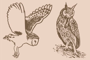 Graphical vintage collection of owls, vector night birds