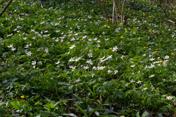 The many white wild flowers in spring forest. Blossom beauty, nature, natural. Sunny summer day, green grass in park. Anemonoides nemorosa