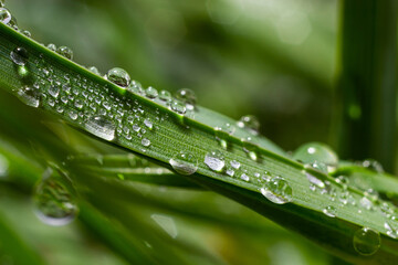 Water drops on the green grass. Morning dew, watering plants. Drops of moisture on leaves after rain. Beautiful green background on an ecological theme